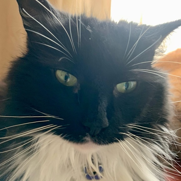 Meet your Posher, Angela - Picture 6 of 8